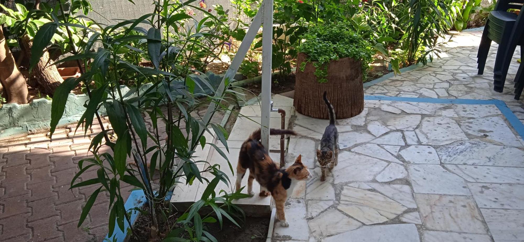 Samos Apart Pension Guzelcamlı Exteriér fotografie
